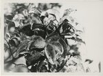 <span itemprop="name">Trees circa 1956-1980</span>